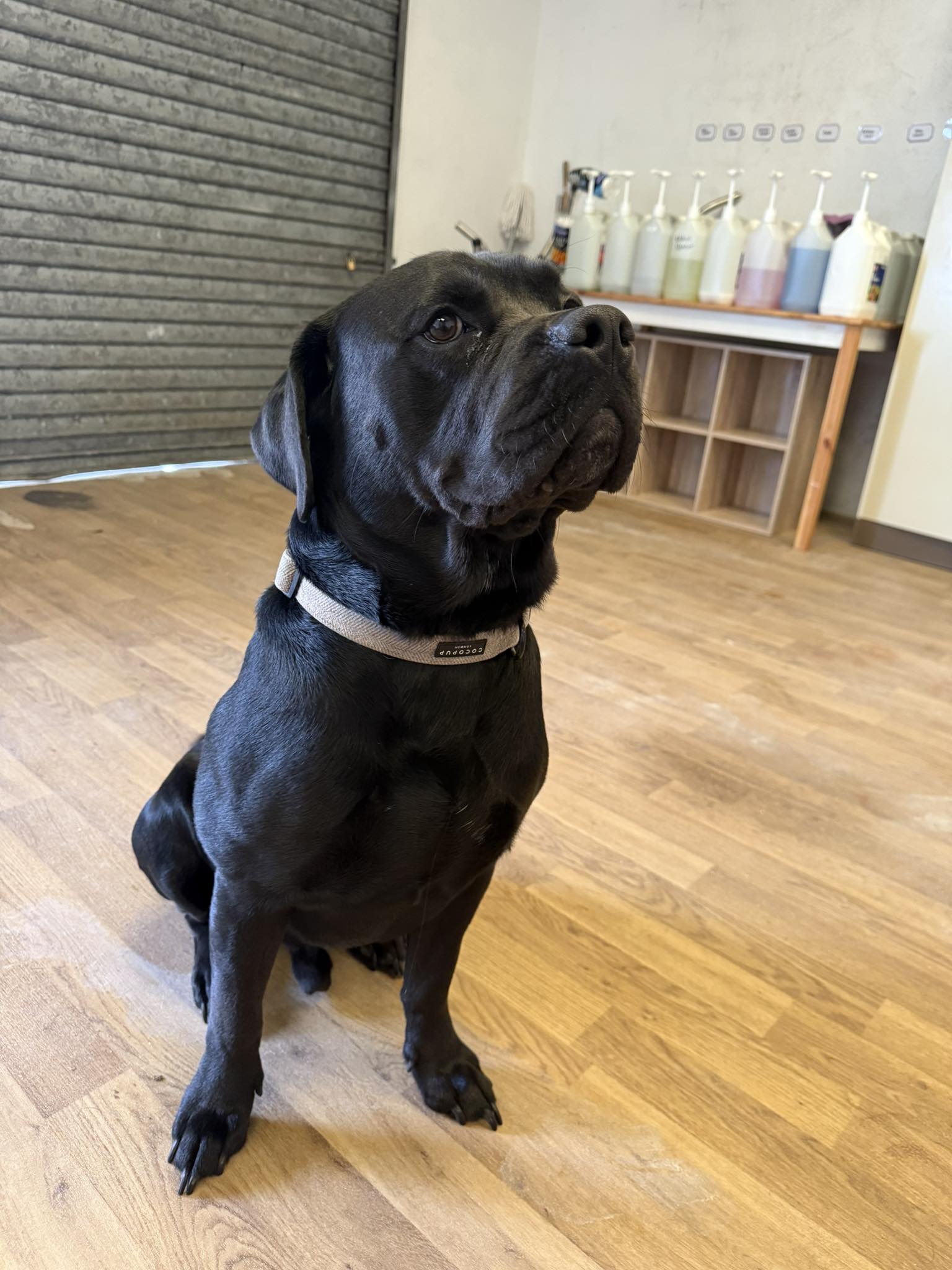 Clean living room Bath Somerset house cleaning results - Peachy Cleans